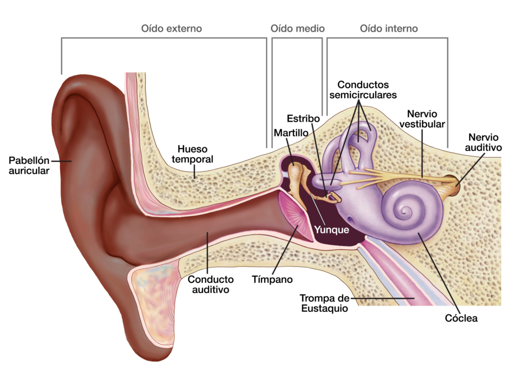 Partes del oído, oído externo, oído medio y oído interno